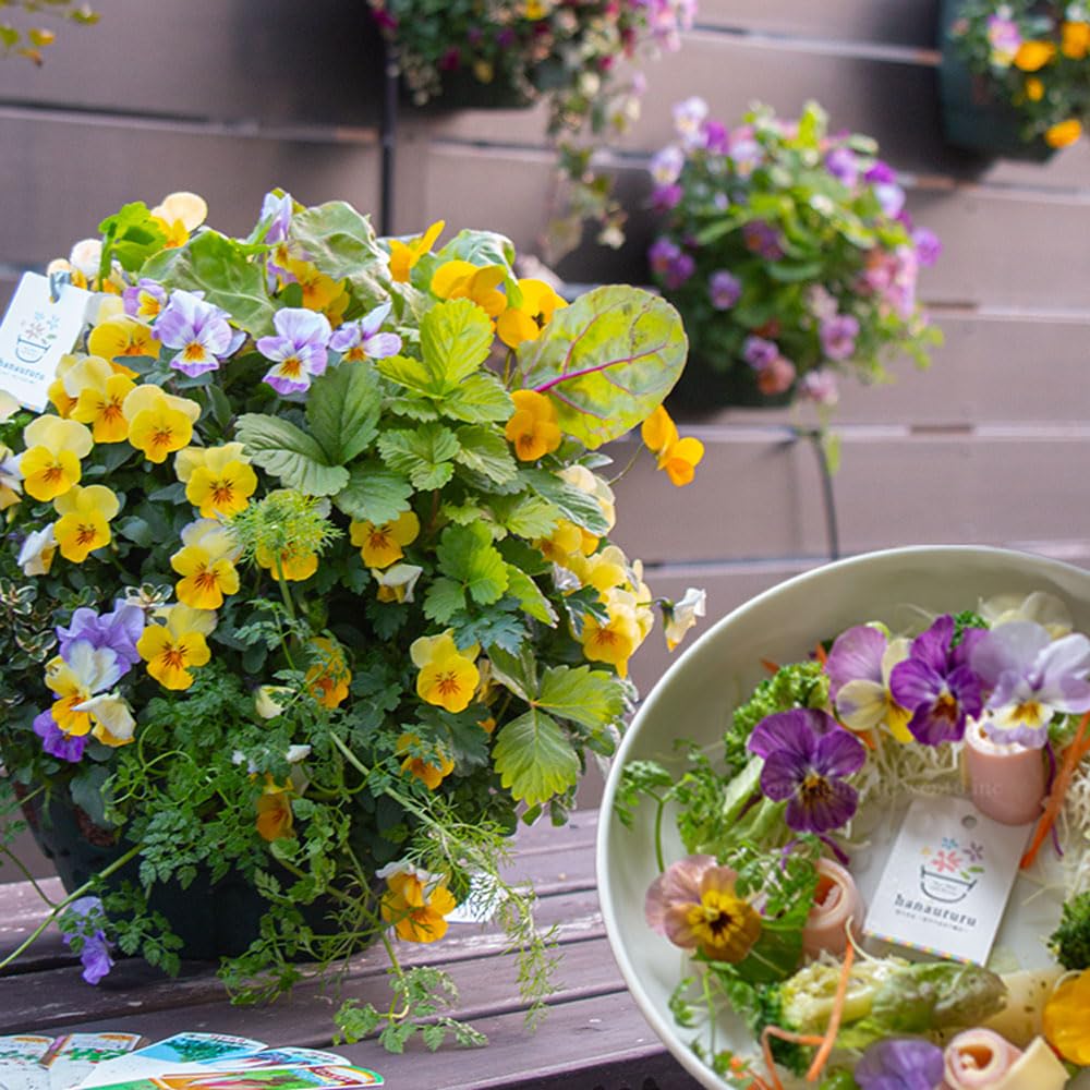 Amazon.co.jp: ＼食べれる寄せ植え／エディブルフラワー[ビオラと