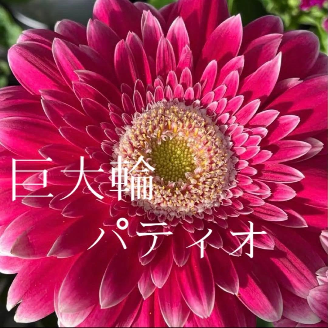 Amazon.co.jp: 巨大輪 特大 大輪 ガーベラ パティオ 八重咲き 覆輪