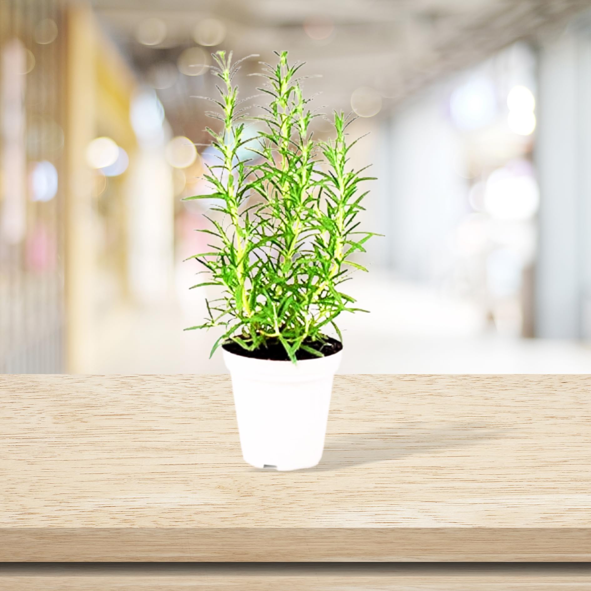 GREENING WONDERS Rosemary (Pack of 2) Live Plant Herb, Home, Garden, Balcony With Grow Bag