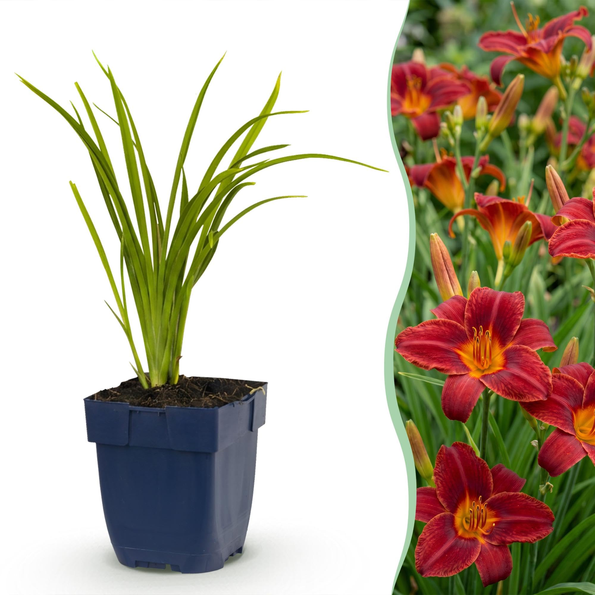 Plantas Hemerocallis Autumn Red, Jardín, Rojo, Pack de 3, Maceta 11cm