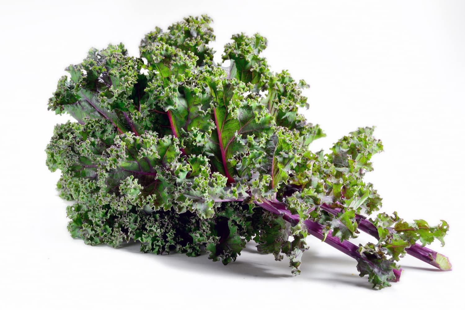 Kale Plants, Kale 'Red Russian', Full Plug Plant Pack, Vegetable Plants, Garden Ready and Ready to Plant, Premium Quality Veg (12)