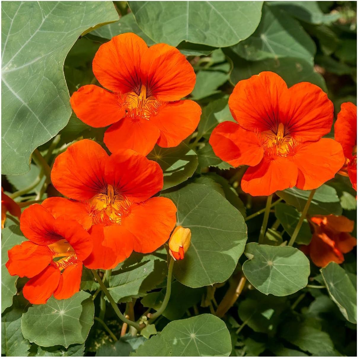 Everwilde Farms - 1 Lb Empress of India Nasturtium Wildflower Seeds - Gold Vault