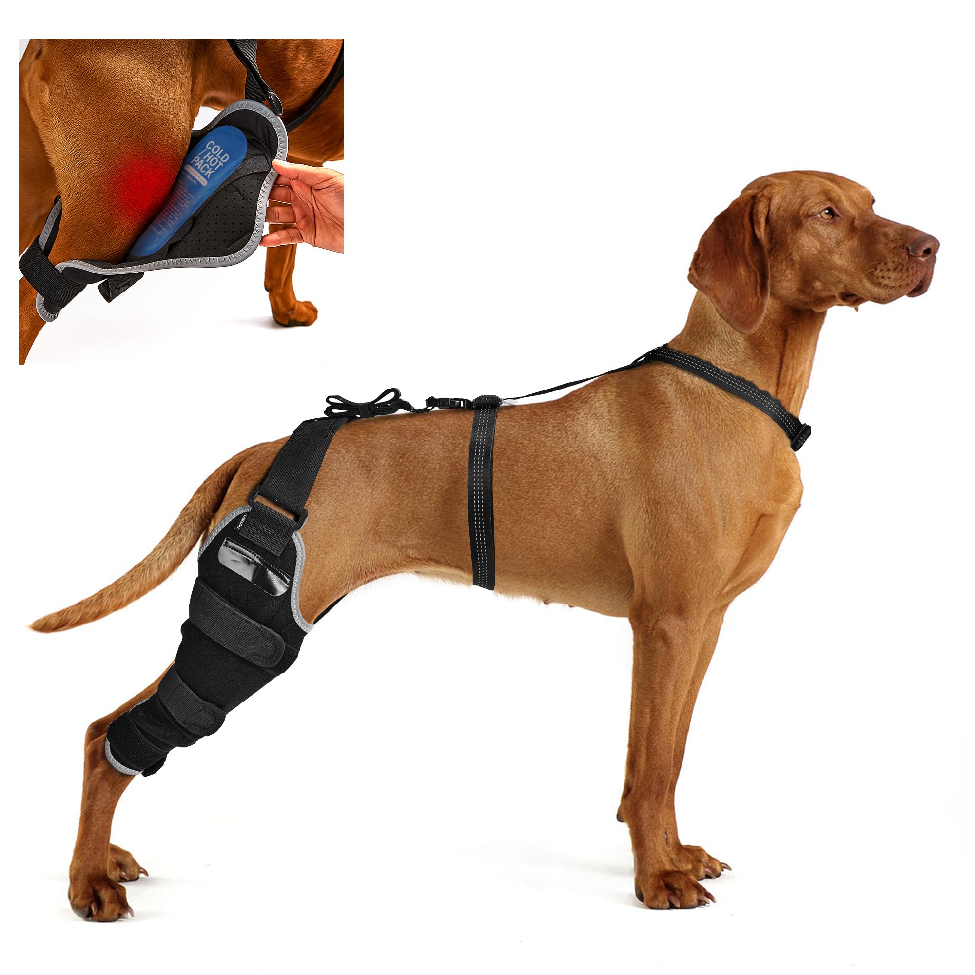 Soulager arthrose chien : attelle patte arrière avec gel chaud froid