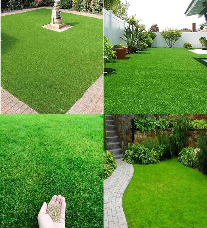 Shade grass seeds for lawn || carpet grass seeds for home lawn garden seeds || pack of 8500