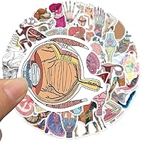 Vista 2 de Anatomy Pun Stickers Human Anatomy Sticker Water Bottle Stickers for Teens Waterproof Vinyl(50Pcs)