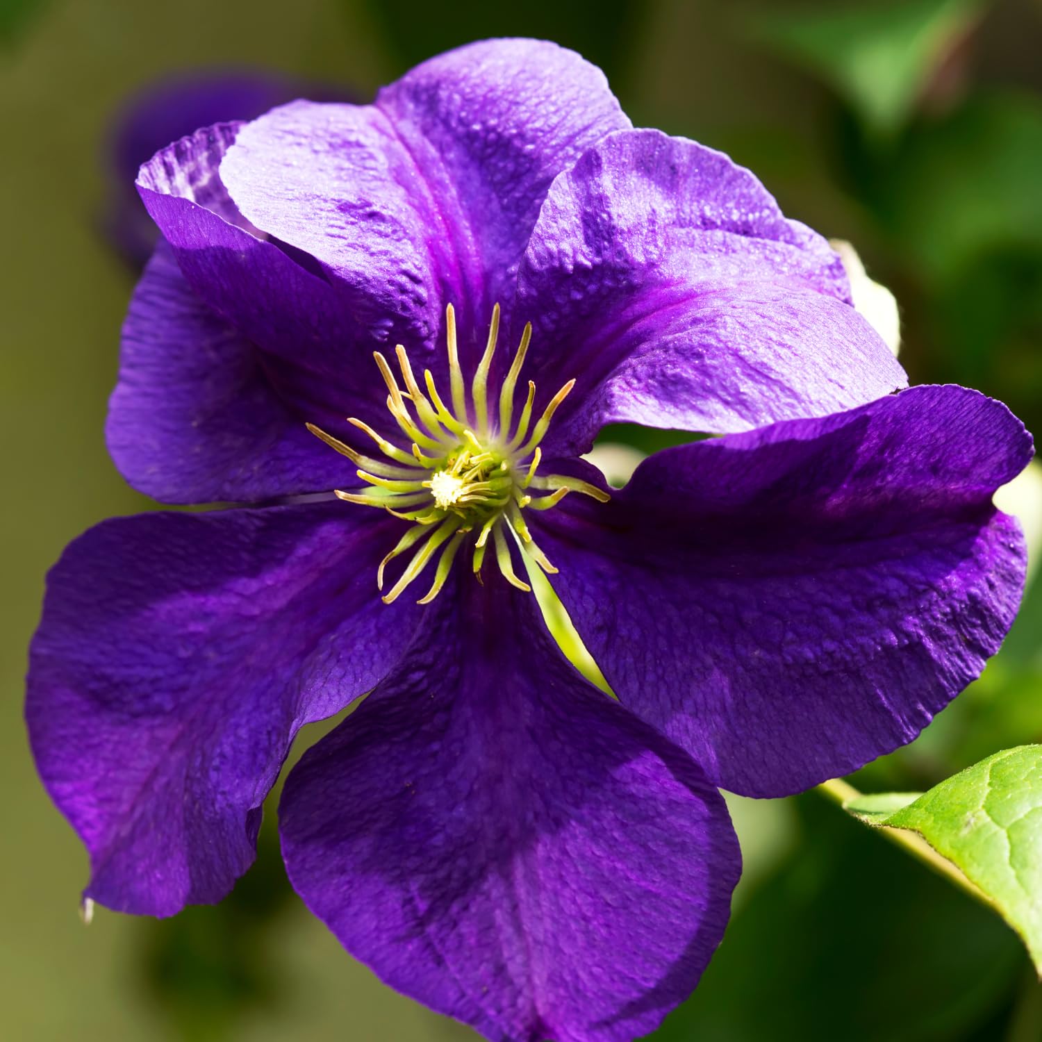 Amazon.com: Purple Clematis 藤蔓活植物鐵線蓮花多年生植物2.5 英吋