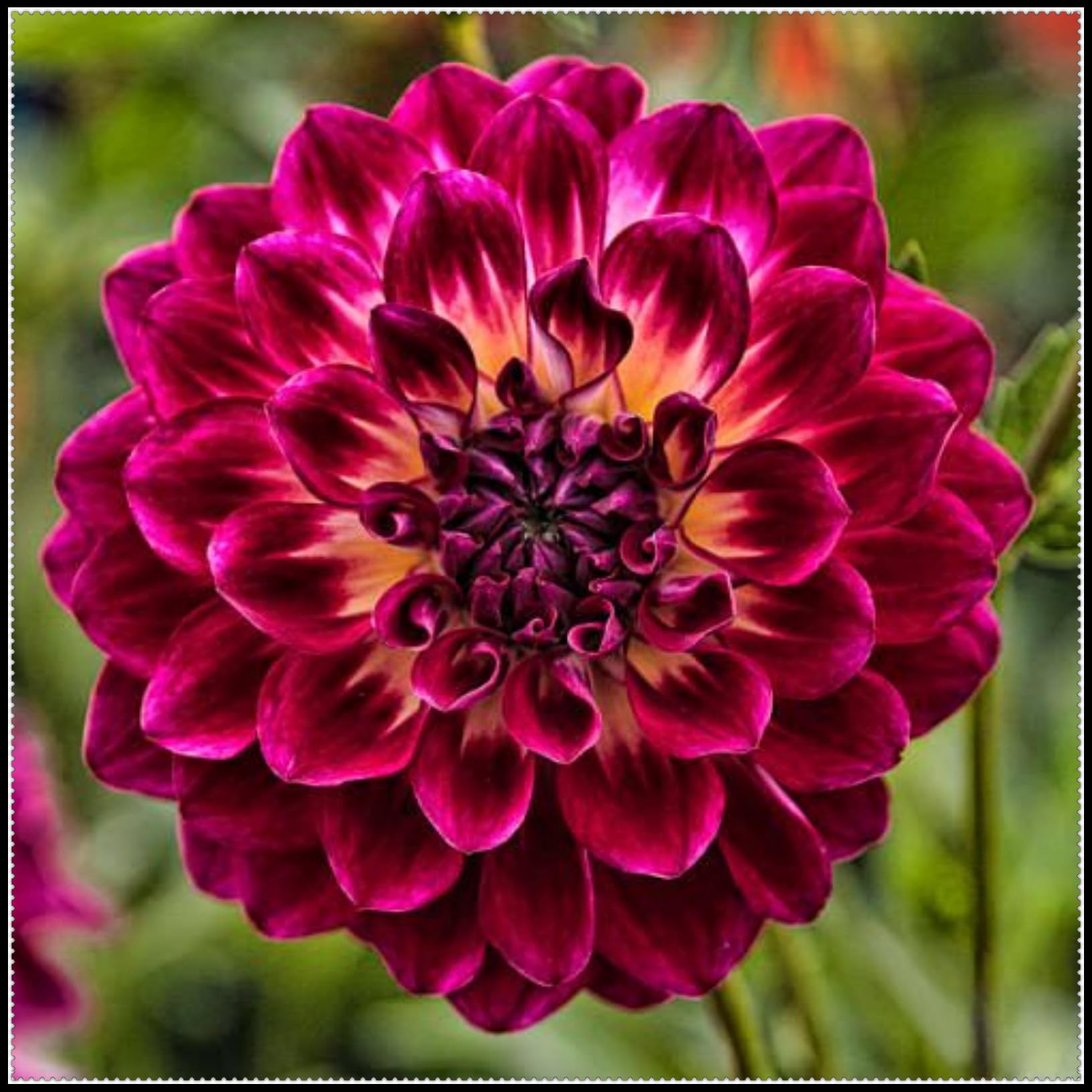 Dahlia Plants Tubers- Dahlia Bulbs UK- Outdoor Plants for Gardens ＆ Borders- Easy to Growth Flowering Perennials- Excellent Display-2 Bulbs-H