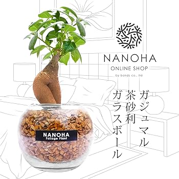 元祖⬛︎ 白玉 ガジュマル ⬛︎挿し木用 71AA8NobfnL._AC_UF350,