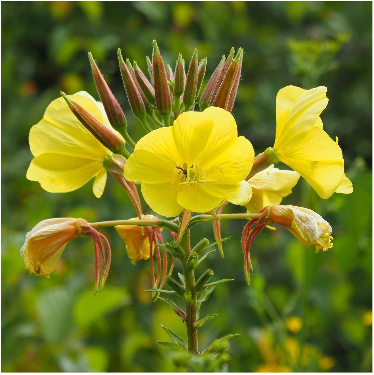 Everwilde Farms - 1 Lb Common Evening Primrose Native Wildflower Seeds - Gold Vault