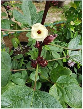 Hibiscus sabdariffa Roselle 10 Flower Seeds! Tropical Flower Seeds Brilliant Red Color Sun or Shade Butterflies and Hummingbirds Love!