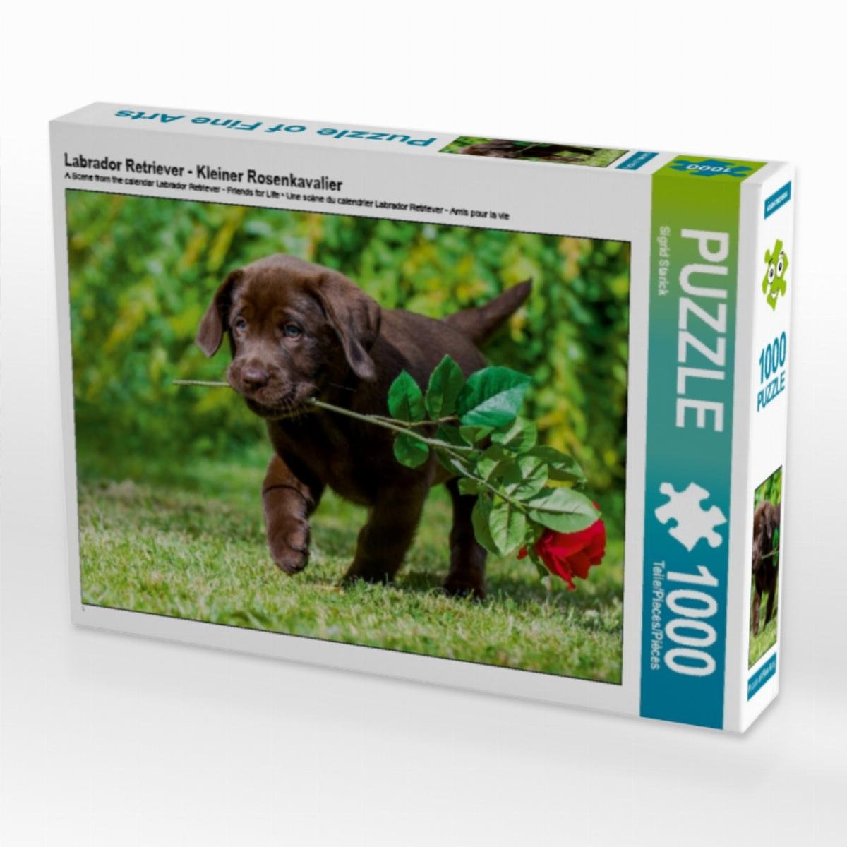 CALVENDO Puzzle Labrador Retriever - Little Rose Cavalier 1000 Pieces 64 x 48 cm from Sista-Tierfoto