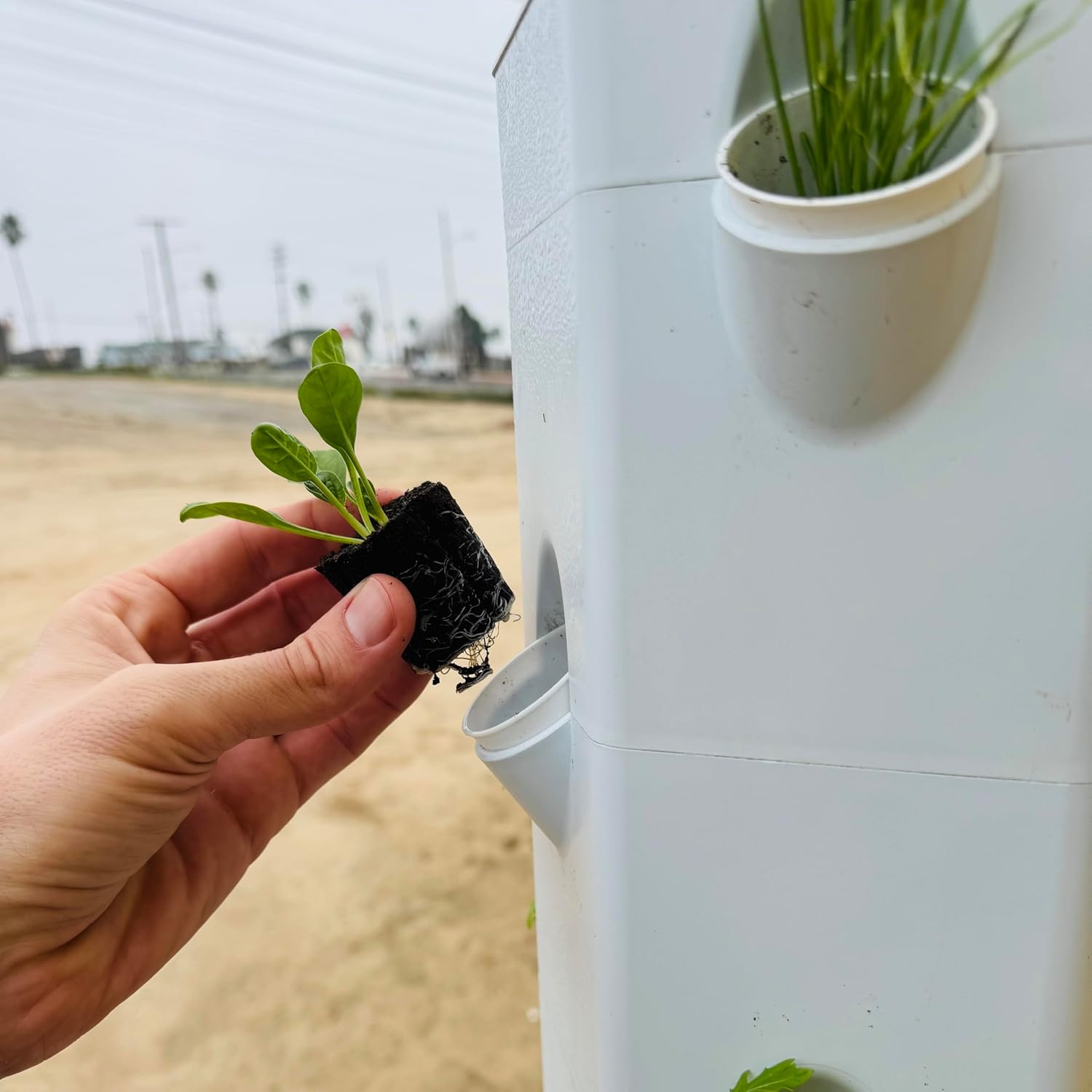 Spinach Seedlings: Ready-to-Plant, Starts, Starters, Plugs, Garden Ready, Live Plants, Transplants, Pre-Sprouted, Soil & Hydroponic Gardens (6 seedlings)