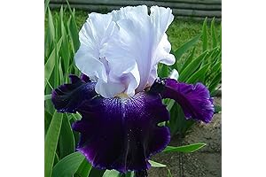 CHUXAY GARDEN: Iris Seeds for Planting - Flower Seeds for the Yard or Garden