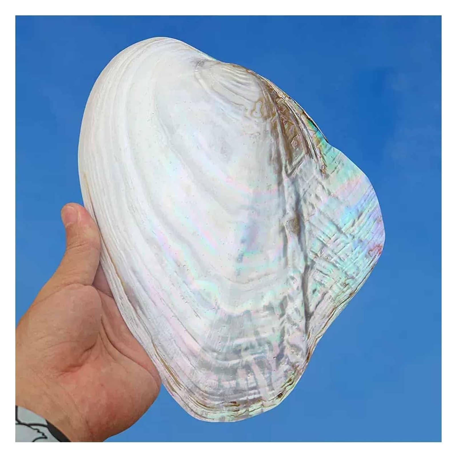 YKMYXZ shells， 18~20Cm Large Pearl Oyster Shell for Wedding Decor Beach Theme Party, Home Decorations,DIY Crafts