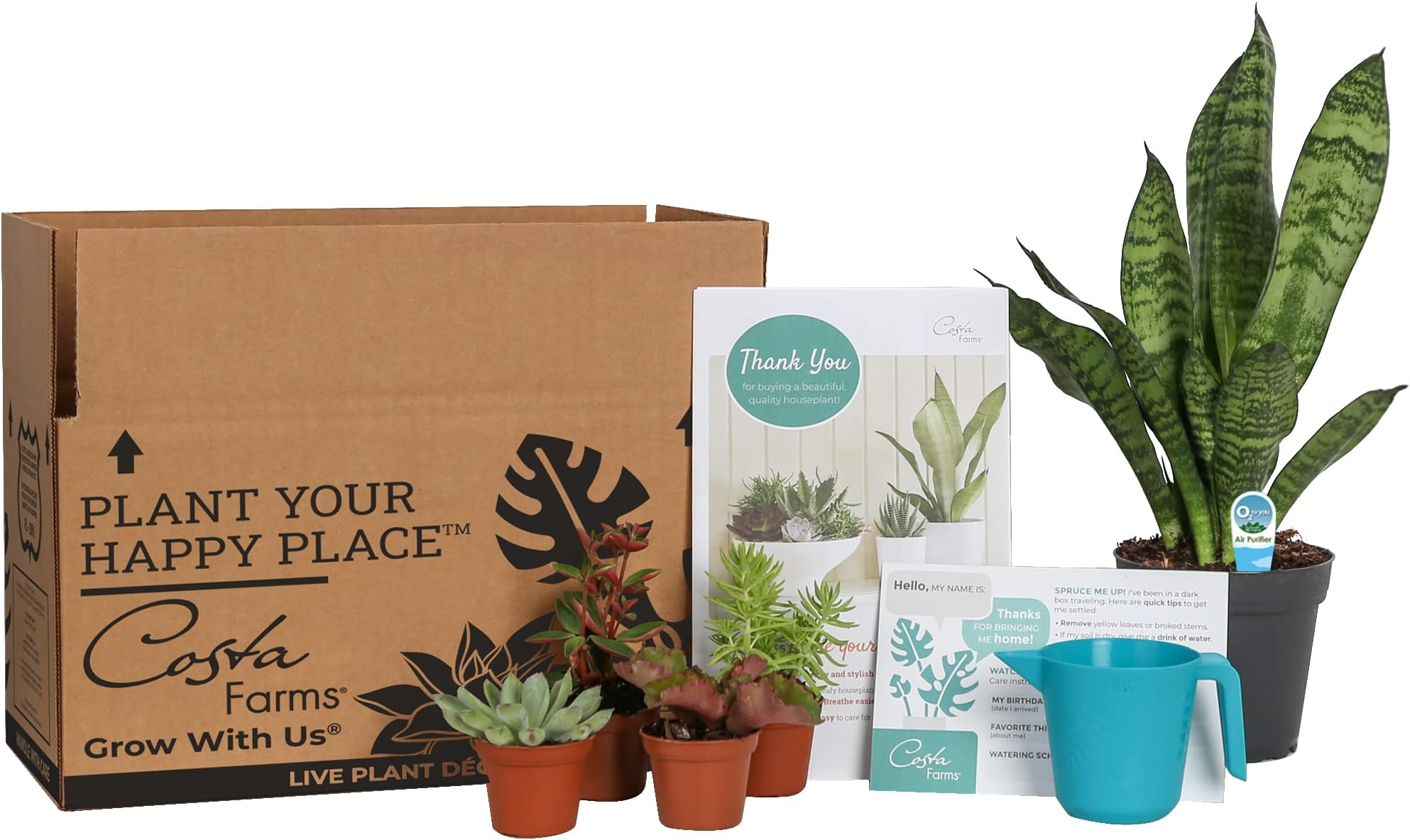 Costa FarmsSubscription Box Clean Air Collection, Live Indoor Plants and Succulent Mix, Grower's Choice