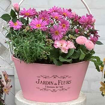 Amazon｜色を感じる！季節の寄せ植え 選べる3タイプ B：ピンク