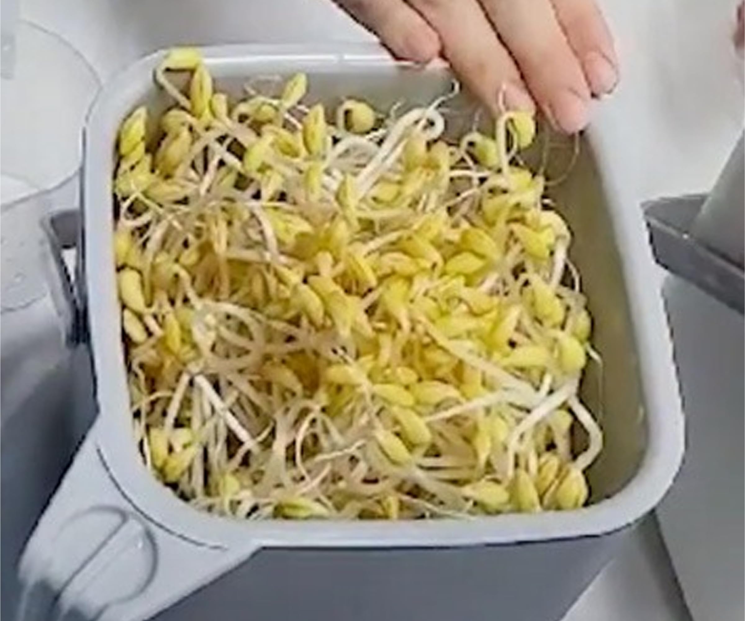 Sojasprossen-Anzuchtset All-in-One | Komplettset für Zuhause: Einfach, Schnell & Vielseitig | Ideal für Familien und Bildungseinrichtungen | Mit Sojabohnen (Sojabohnensprossen-Anzuchtset)