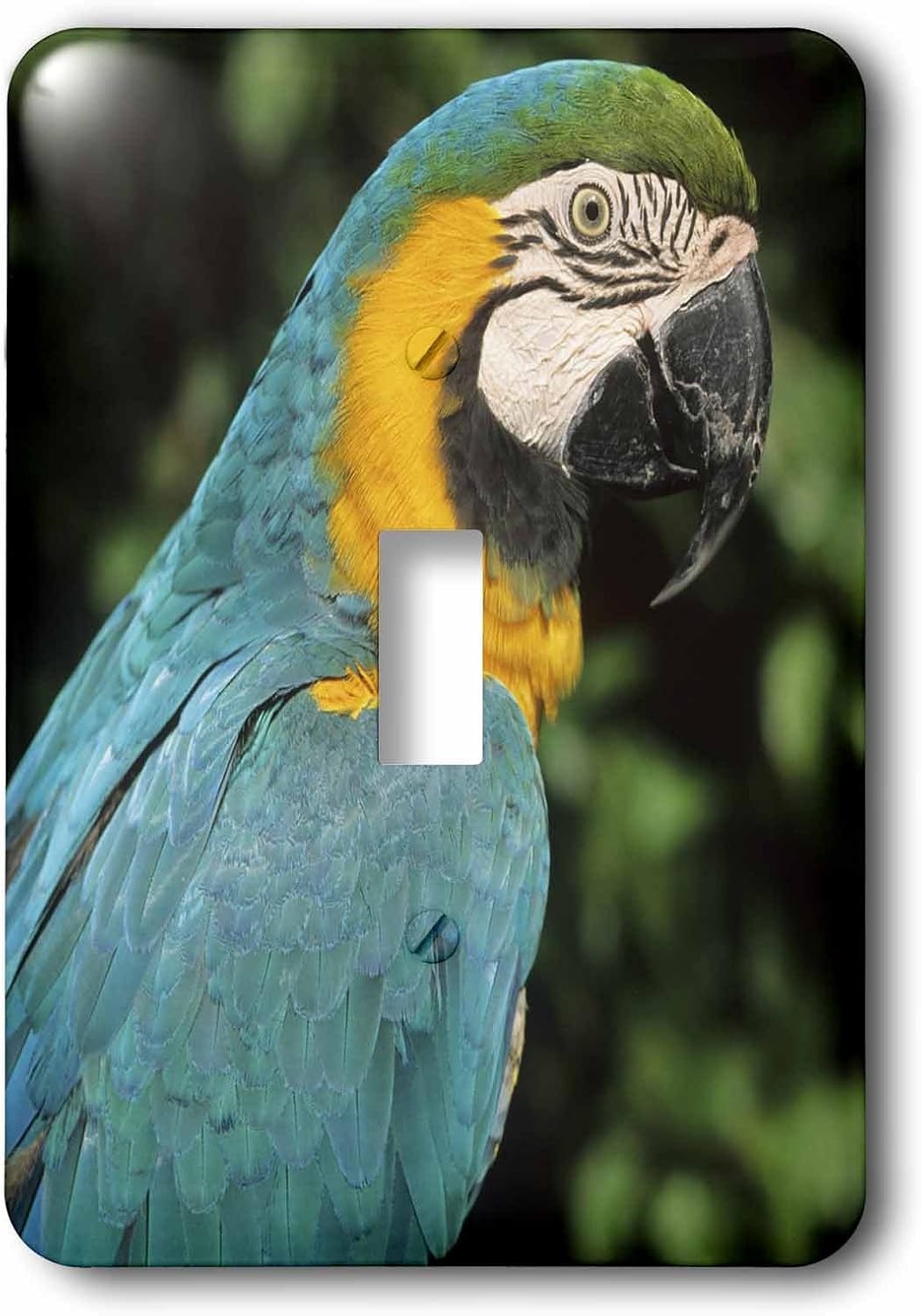 3dRose LLC lsp_85740_1 Blue and Yellow Macaw Tropical Bird Brazil Sa04 Ksc0023 Kevin Schafer Single Toggle Switch