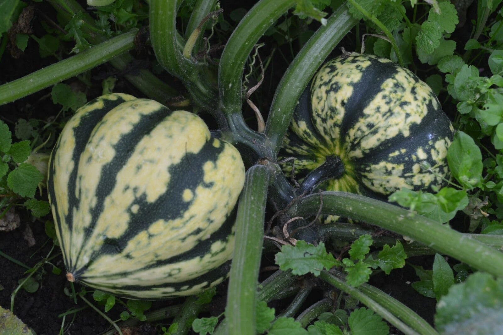 Buy4seeds Squash Harlequin F1 15 Finest Seeds Easy to Garden Yard Patio