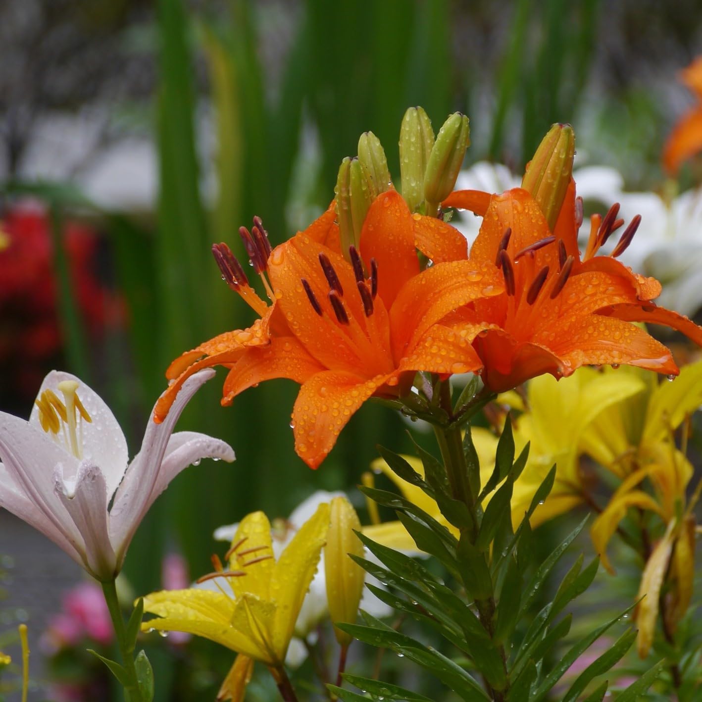 Lily Bulbs for Spring Planting -10 Lilium Oohs and Aahs Mixed Perennial Flower Bulbs - Flowers with Bright Red, Yellows, Magentas, Golds and Oranges