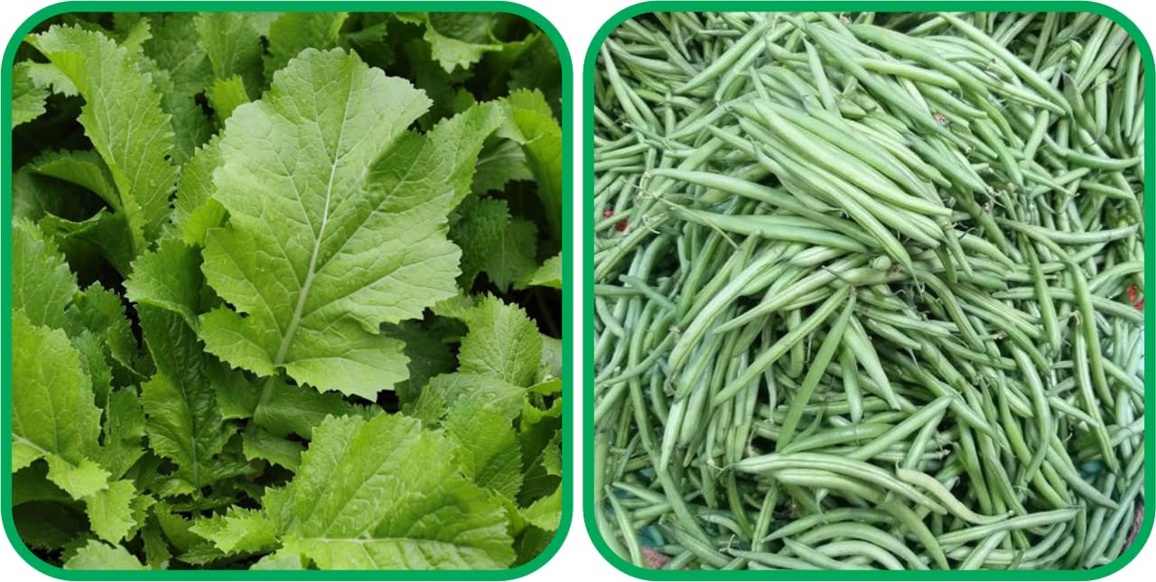Aero Seeds French Beans (30 Seeds) And Mustard (200 Seeds) Vegetable Seeds Pack-picture-24