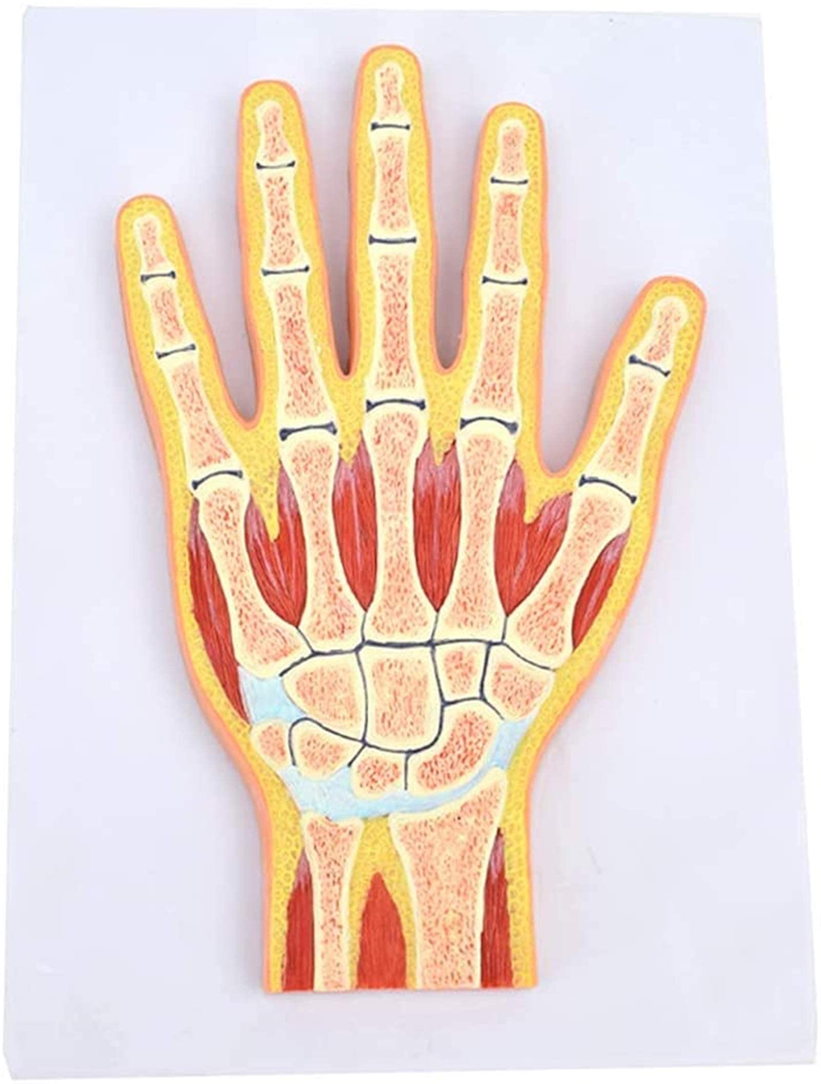 Anatomy Model, Hand Anatomical Model Hand Skeletal Muscle Model Structure Orthopedic Joint Teaching Medical Decoration Statue,Medical Models & Educational Materials for Medical Demonstration
