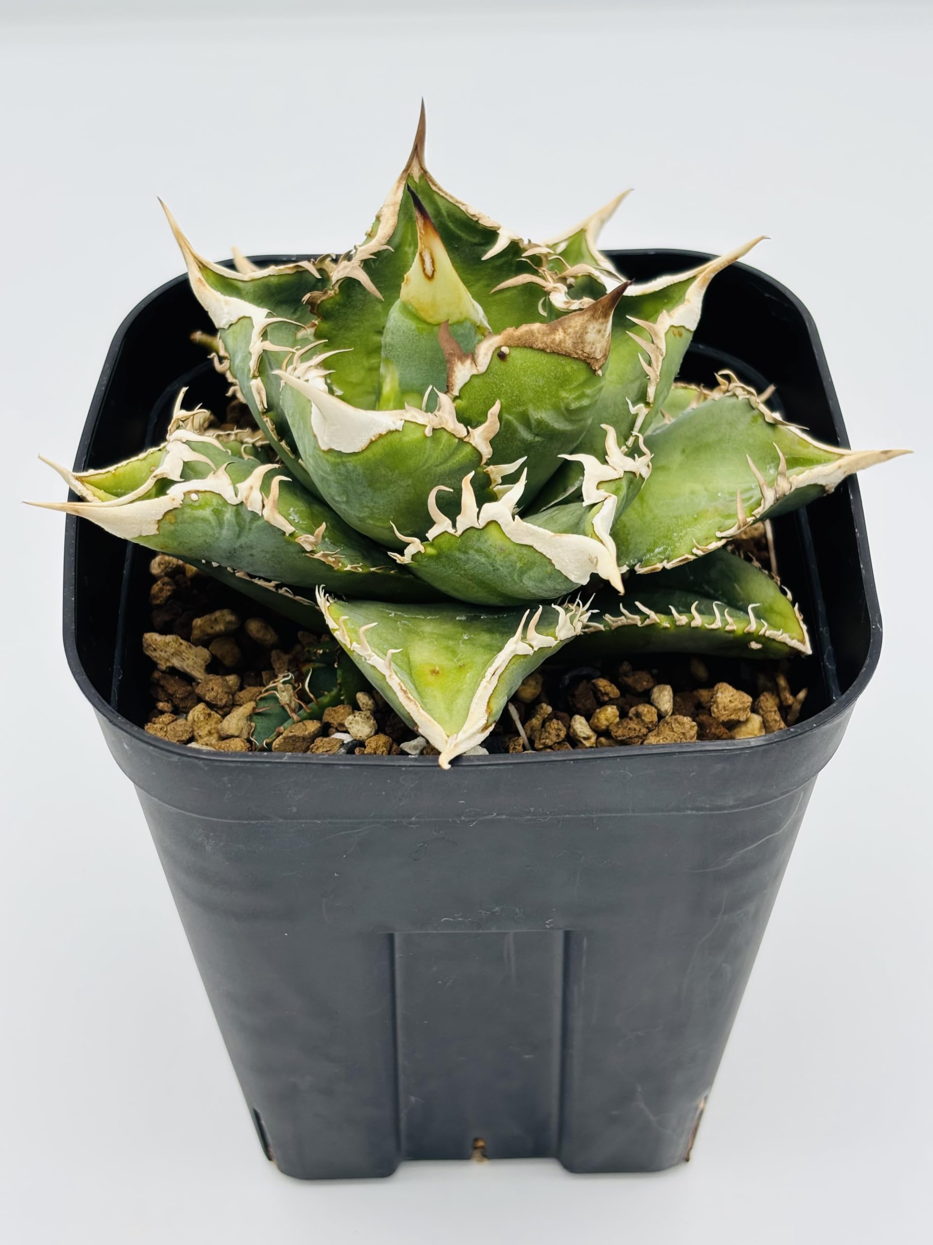 Amazon｜アガベ チタノタ 大白鯊/Agave titanota 'Great White Shark