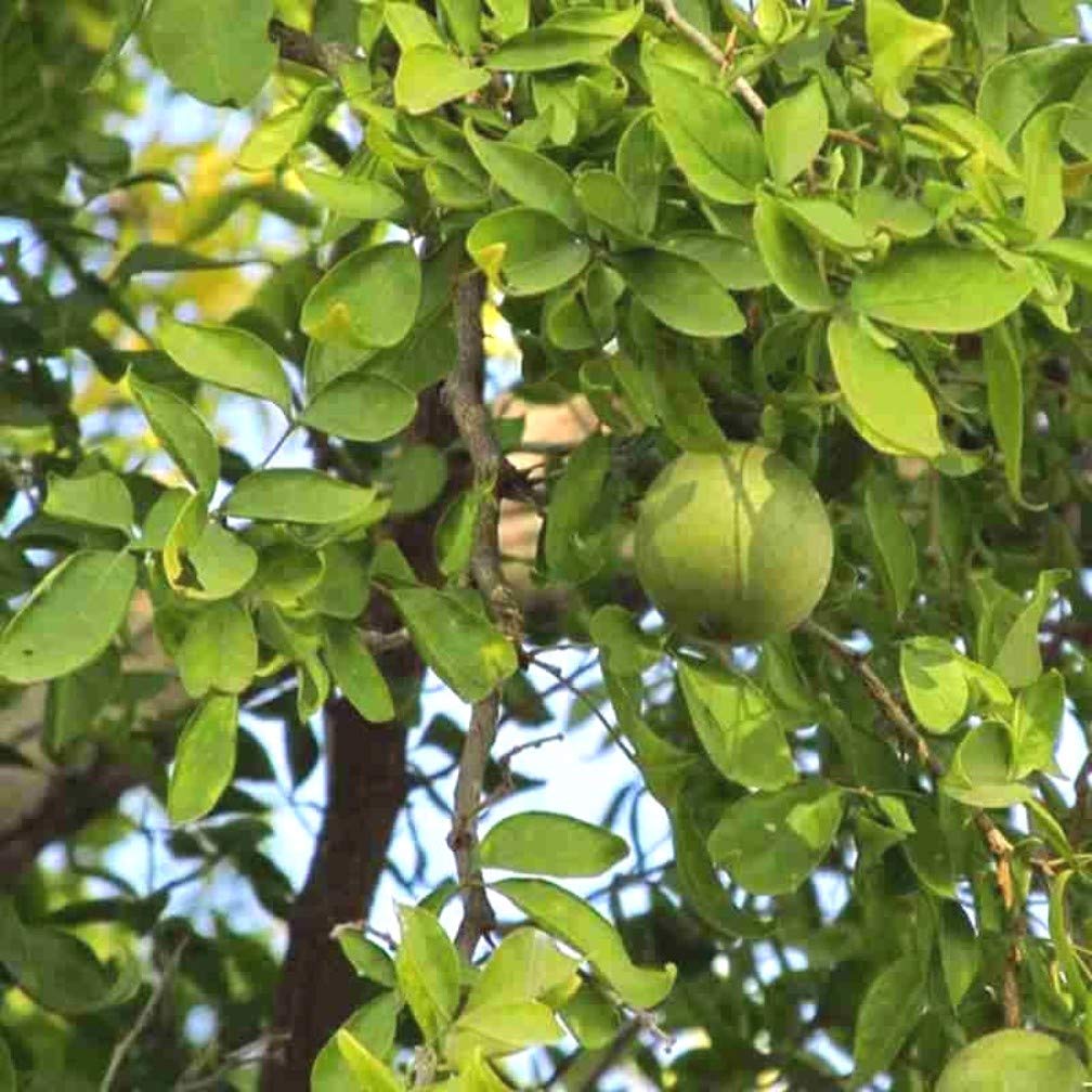 Plantzoin Stone apple Bel Aegle marmelos Bela Live Plant (B08TQGYCF5) Amazon Price History, Amazon Price Tracker