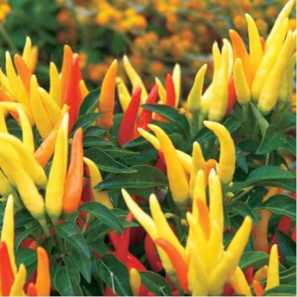 Creative Farmer Ornamental Seeds : Ornamental Chili Peppers Hybrid Seed Packet Garden [Home Garden Seeds Eco Pack] Plant Seeds (B078RG2X6R) Amazon Price History, Amazon Price Tracker