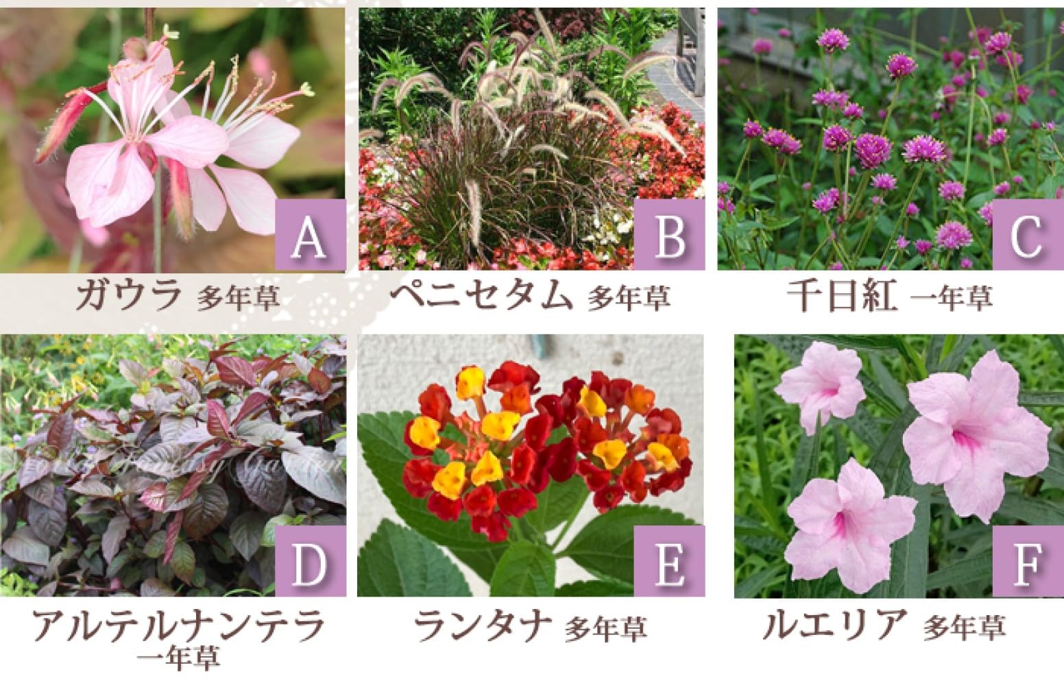 Amazon.co.jp: [World Fantasy Garden] 苗セット 開花は初夏から秋