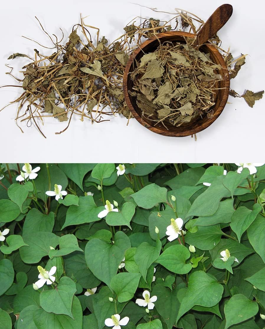 Organic Natural Pure Herbs Korean Houttuynia Cordata(Eoseongcho) Dried Bulk Herbs-10.58 Ounce (300g) - Image 3