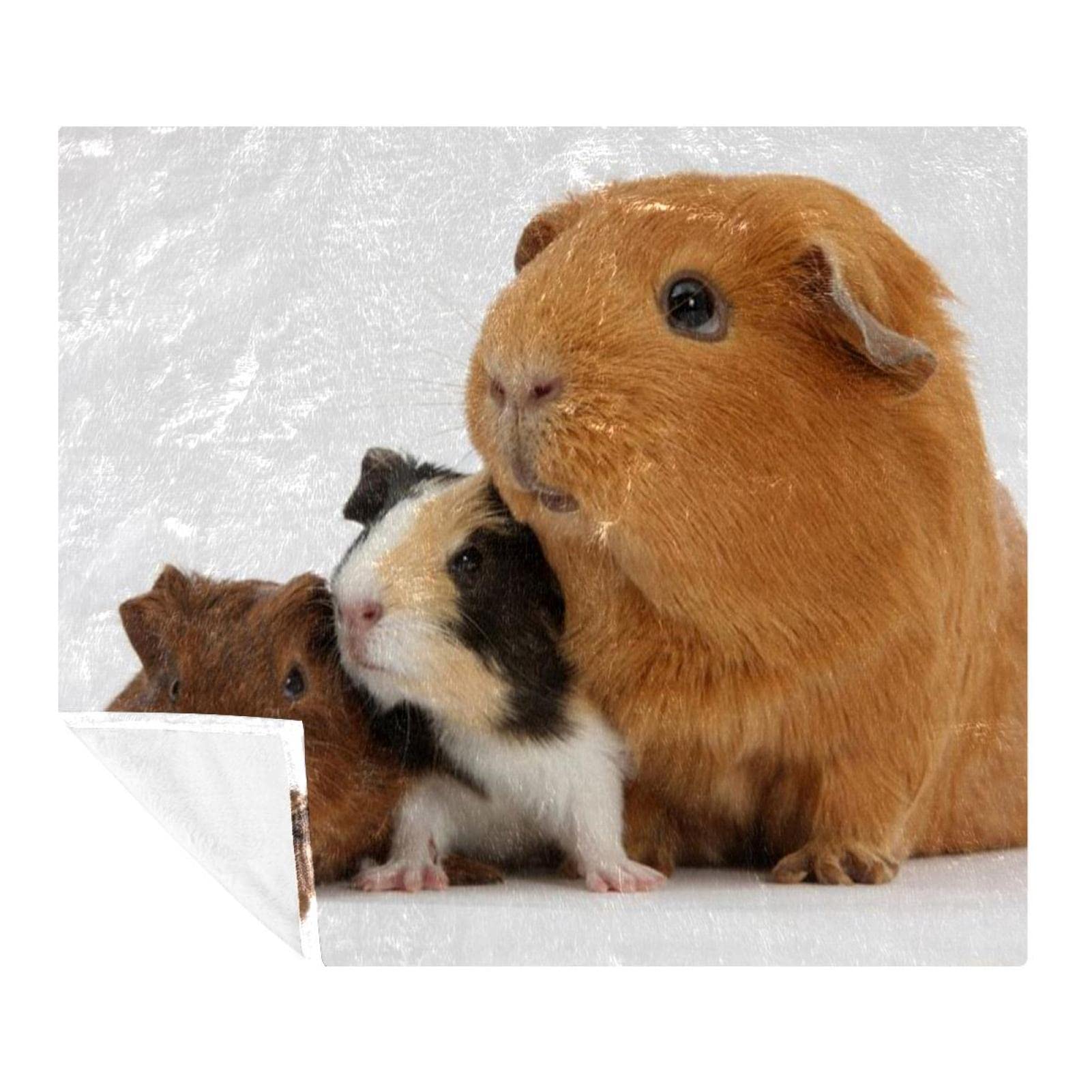 Couverture polaire cochon d'inde anti-froid pour literie et canapé