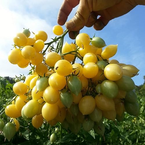 Miniatura 1 de CHUXAY GARDEN Barry's Crazy Cherry Tomate Seed 20 Semillas Heirloom Planta de Tomate Deliciosa Vegetal dulce y jugosa que crece en solo semanas