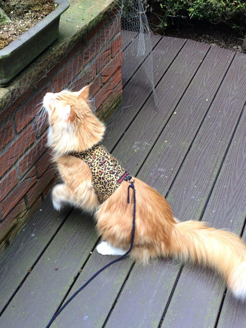 Mynwood Cat Jacket/Harness Cheetah Adult Cat Amazon.co.uk Pet Supplies