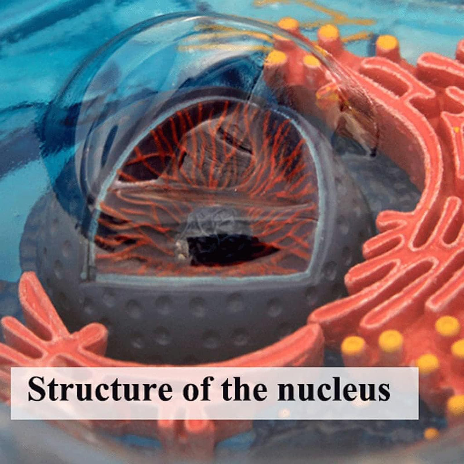Modello di cellule animali visive 4D, Organelli cellulari di anatomia, struttura di apprendimento della microbiologia per l'educazione scientifica