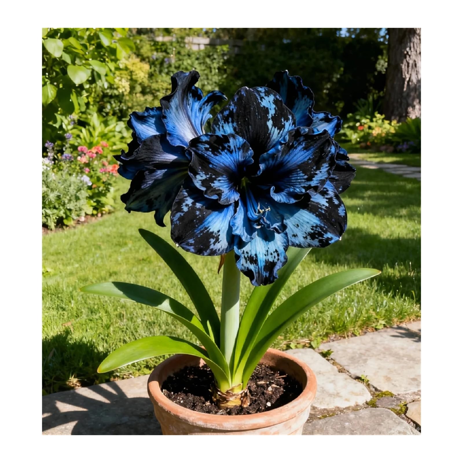 NBDFZZX Garden Decoration (Amaryllis bulbs) for Planting,Plant Bright Flower Pot,Planting Cut Flowers