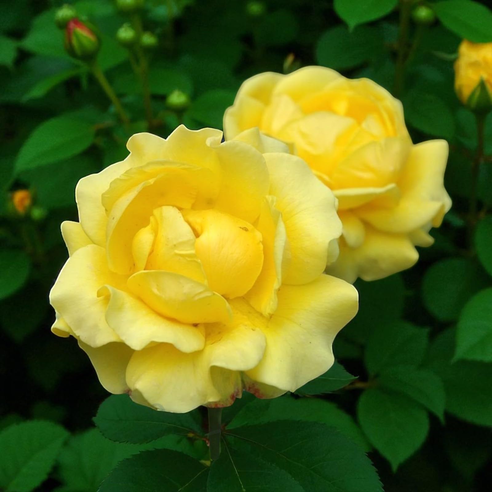 Carbeth Plants - Rose Bush - Pick Your Own Rose Garden (Mountbatten)