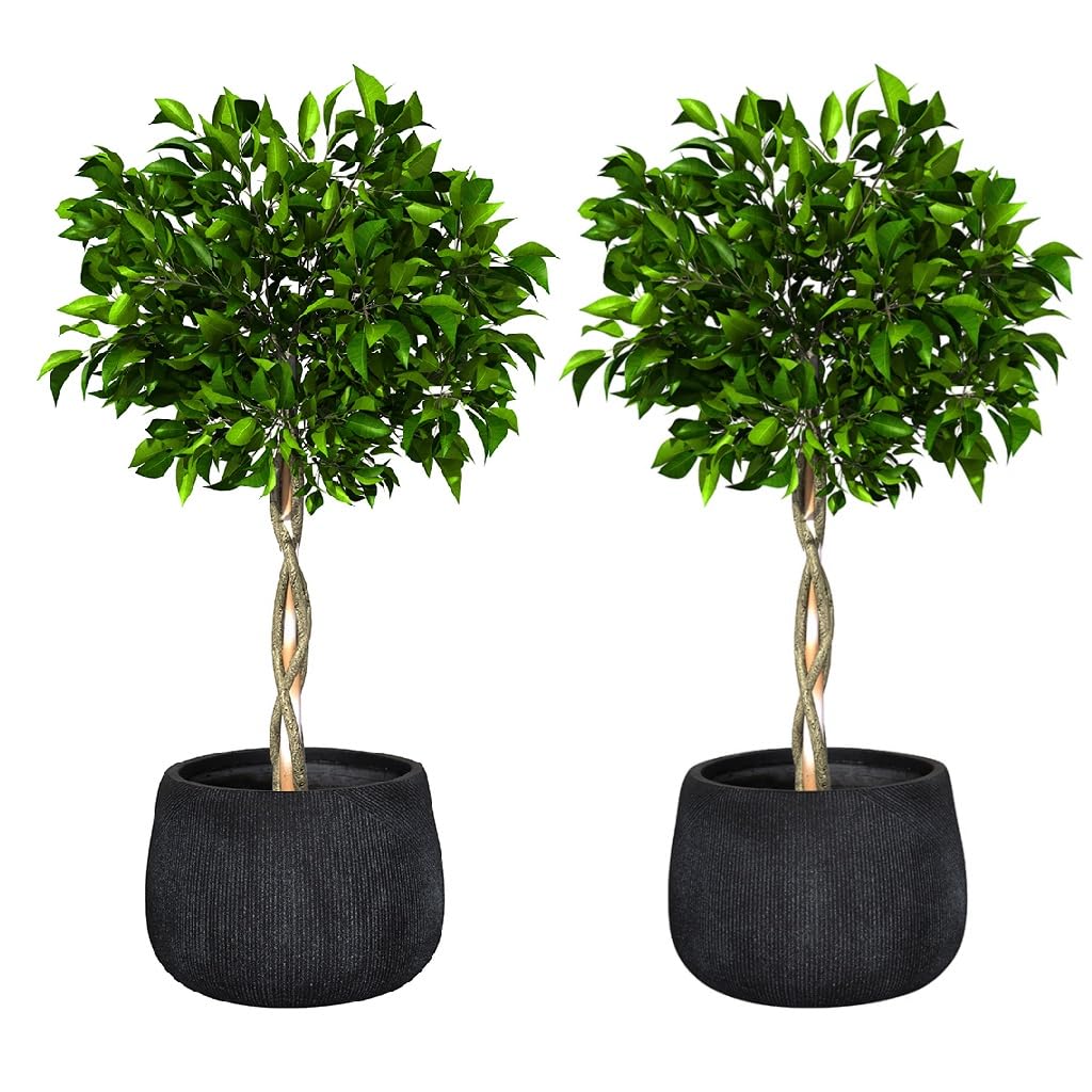 Dibor Fibre Clay Plant Pots Set of 2 Outdoor 42cm Modern Rippled Finish Flower Pot Planters Patio Doorstep Porch Tree Shrub Topiary Bush Entryway Plant Pot Clay Planters (Black, Medium 30L) โ image 1