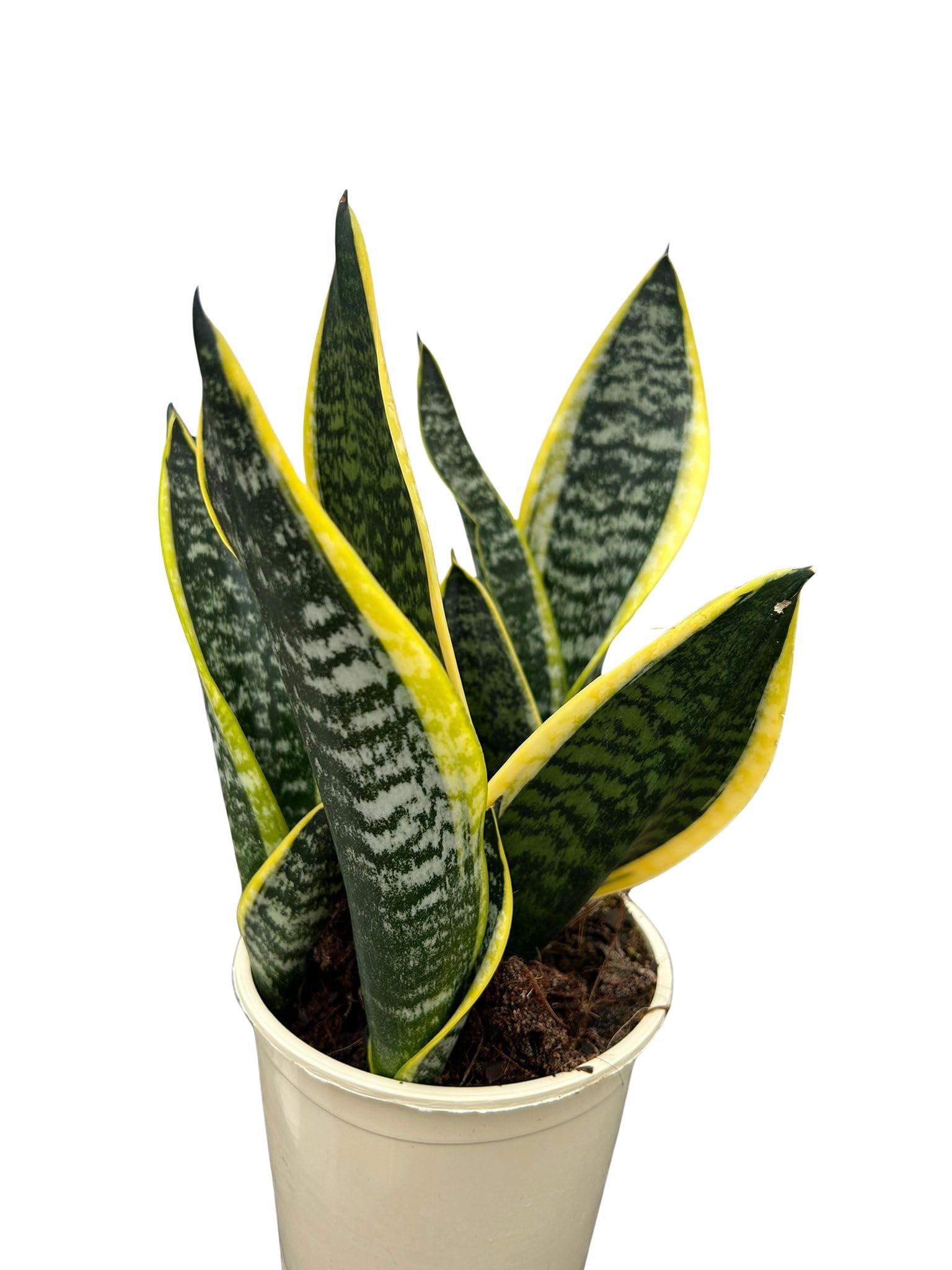 Sansevieria Superba en Maceta 12cm – Planta Lengua de Suegra Natural Interior Fácil de Cuidar | Purifica el Aire | Ideal para Hogar u Oficina