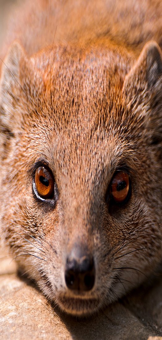 PeelitStickit Foxs face Close up Tur Wandgemalde, Animal Prints vendoomuranima_68–244–ID