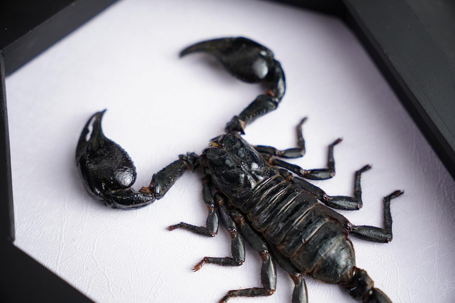 Real Scorpion Frame Coffin Box Taxidermy Insect Beetle Bug Preserved Spooky Gothic Decor for Shelf Home Craff Artwork Wall Hanging Home Boho Decoration CF18-51-TR-A9