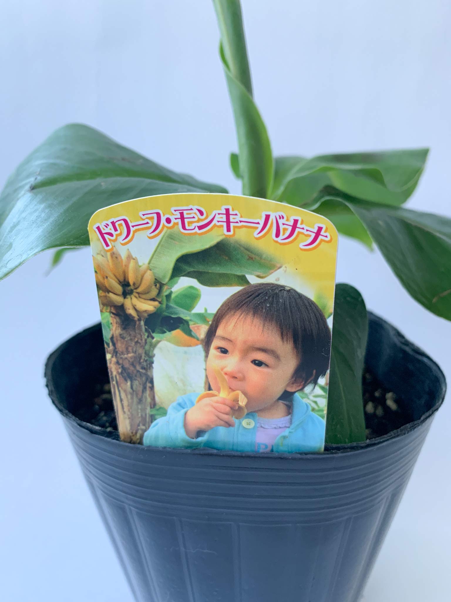 Amazon.co.jp: ドワーフモンキーバナナの苗 1苗 13.5cmポット苗 熱帯