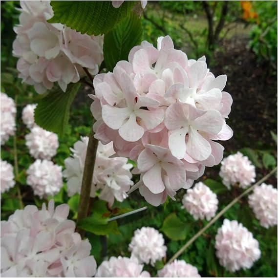 Kerns Pink Snowball Viburnum Shrub Hardy Pink Viburnum Bush with Large Bloom Clusters Easy-to-Grow Ornamental Flowering Shrub for Gardens & Landscapes (2 Gallon/Potted/Set of Two)