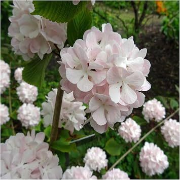 Kerns Pink Snowball Viburnum Shrub Hardy Pink Viburnum Bush with Large Bloom Clusters Easy-to-Grow Ornamental Flowering Shrub for Gardens & Landscapes (2 Gallon/Potted/Set of Two)