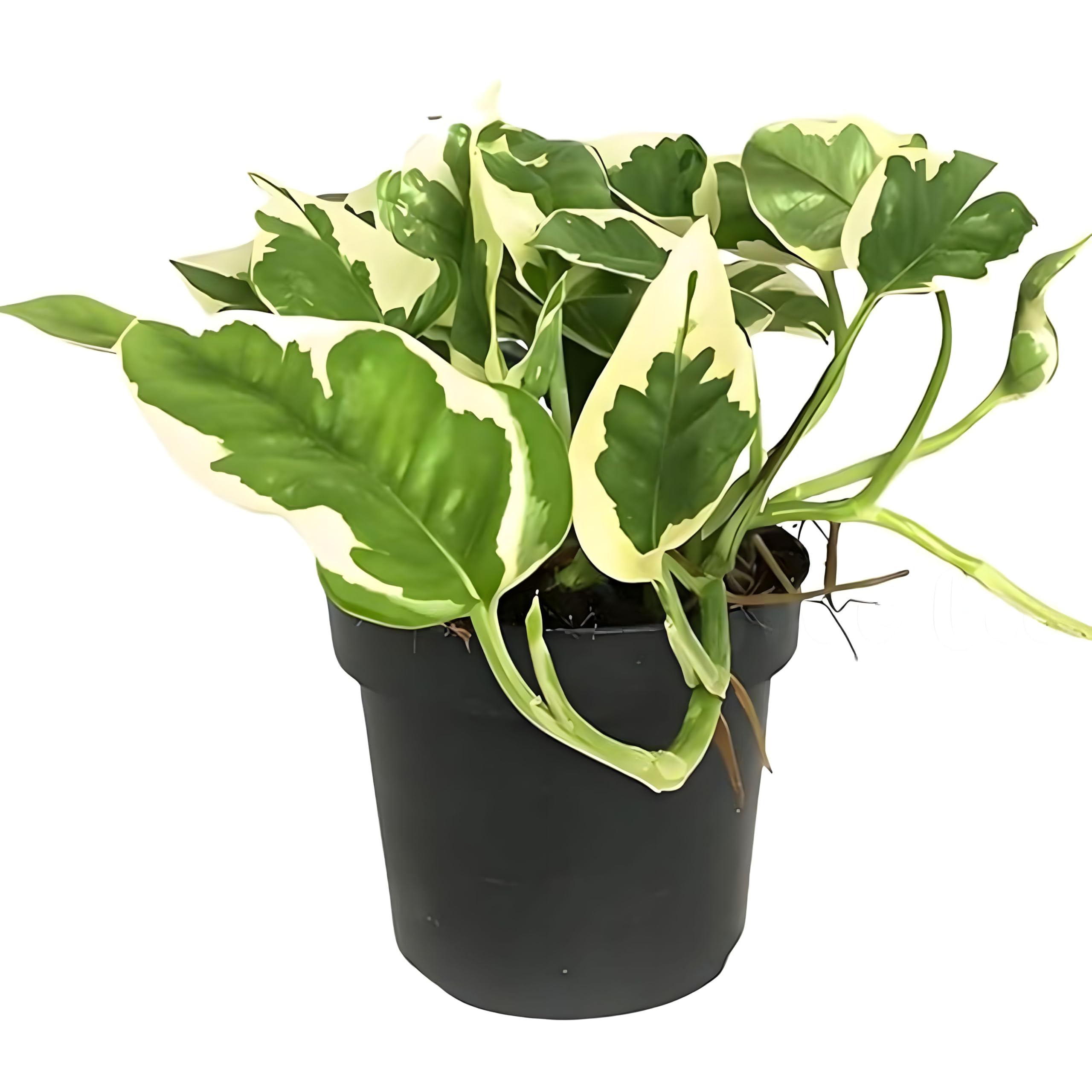 TreeGoo N’joy Pothos Lucky Money Plant with 4-Inch Black Pot - Easy Care, Air-Purifying Indoor Plant for Home and Office Decor