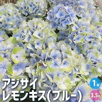 Small Package / 紫陽花＜CD＞08250521H01T