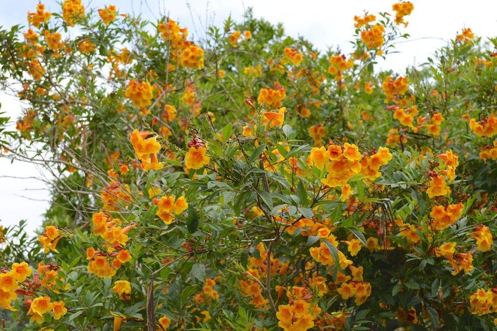 Agriculo Dwarf Rare Orange Bell Flower Plant Tecoma Creeper (1 Healthy Climbing Plant In Polybag) (B08NZV9X34) Amazon Price History, Amazon Price Tracker