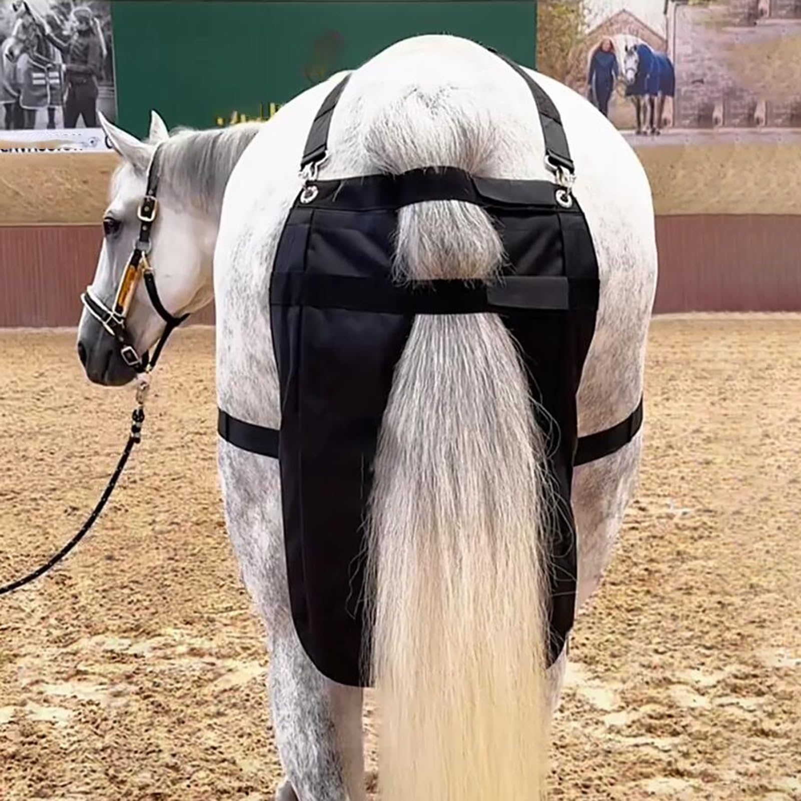 Fascia Per Cavallo In Pelle Havana SIE - Forma Dritta Per Equitazione - Foto 4