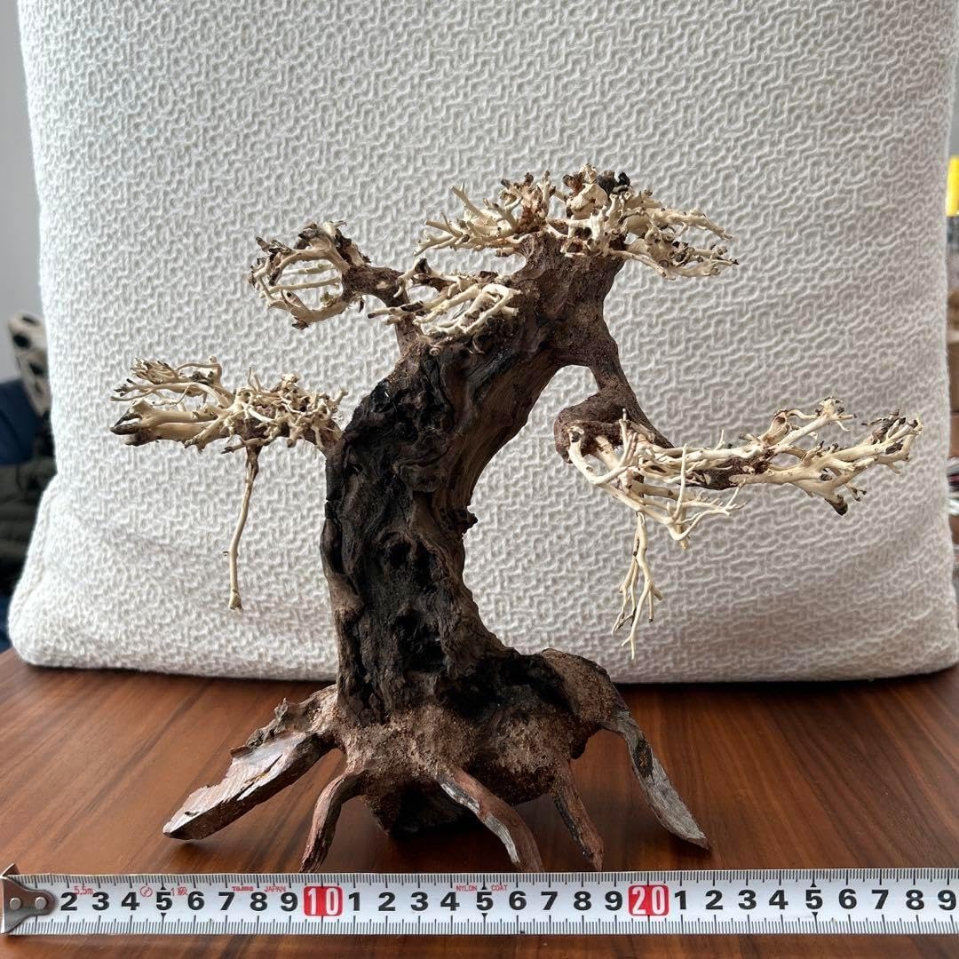極品・一点物ADAの天然ブランチウッド盆栽流木 （水槽幅90cm以上