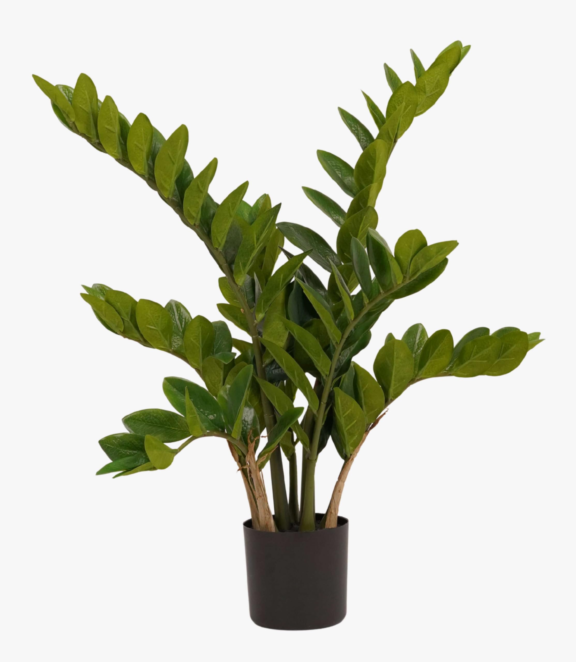 artplants.de Plante Artificielle Zamioculcas SIMANO, 70cm